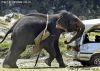 Nombre del archivo=elefante1.jpg
Tamaño del archivo=61KiB
Dimensiones=500x359
Fecha añadida=Septiembre 02, 2008 elefante1.jpg