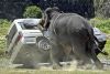 Nombre del archivo=elefante2.jpg
Tamaño del archivo=32KiB
Dimensiones=400x268
Fecha añadida=Septiembre 02, 2008 elefante2.jpg